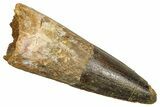 Fossil Spinosaurus Tooth - Feeding Worn Tooth #370702-1